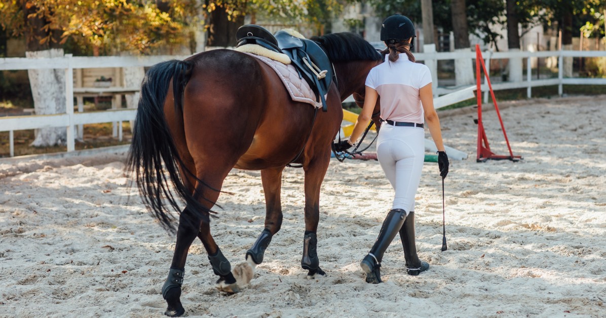 Horse Show Preparation: Training, Nutrition, and Mental Readiness